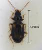 Tachyura ferroa